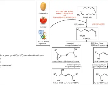 9-Lipoxygenase, Golden gate cloning, n                     Pichia pastorisn                  , Oxylipins, n                     Solanum tuberosumn