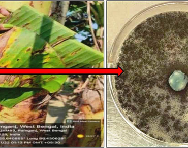 Leaf spot disease, n                     Musa paradisiacan                  , n                     Aspergillus nigern