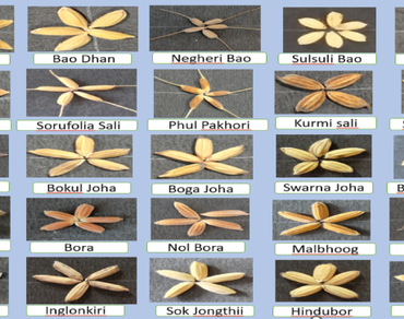 Indigenous rice, Yield and quality traits, Correlation and path coefficient, Genetic diversity, D2 analysis, Principal component analysis