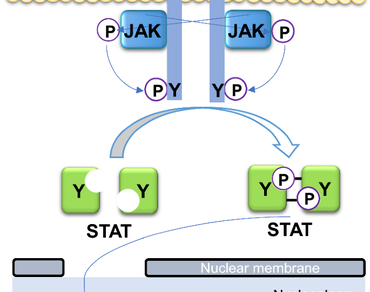 Transcription factor, Domain, Phylogenetic relation, Interaction, Promoter, Expression analysis
