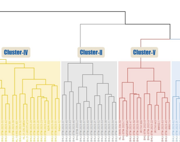 Crop breeding, Genetic diversity, Hierarchical cluster analysis, Principal component analysis, Rice
