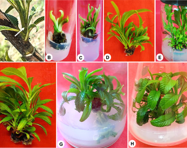 Acclimatization, In vitro regeneration, Plant growth regulators, Rejuvenation, Woody plant