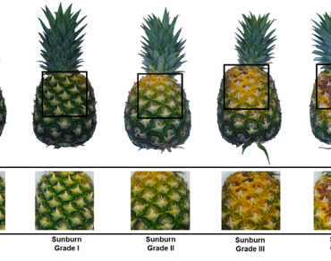 Pineapple, Sunburn, Protection, Brassinosteroids, Fruit quality