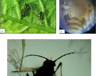 Virus transmission, Insect vector, Novel insecticide, PLRV, Economic threshold level