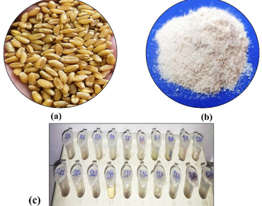 Insect infestation, n                     Sitophilus granariesn                  , Human salivary amylase, Wheat, Amylase trypsin inhibitor protein