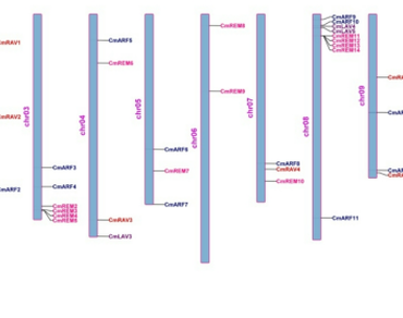 Transcription factors, Gene duplication, Abiotic and biotic stress, Melon