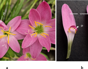 Floral abnormality, Petaloidy, Homeosis, Amaryllidaceae, n                     Zephyranthes rosean