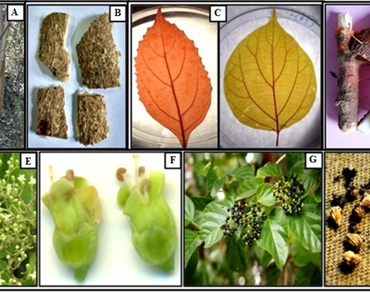 Premna integrifolia, Pharmacognosy, Powder microscopy, Pharmacopoeia, Heavy metals, Trichome, Organoleptic, Macroscopic