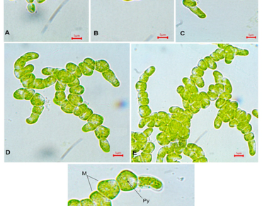 Charophyta, Green algae, n                     Klebsormidiumn                  , Soil algae, Taxonomy