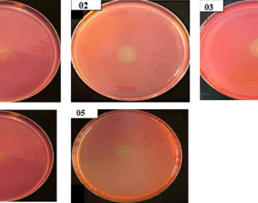 Cellulase production, Response surface methodology (RSM), Agro-waste utilization, n                     Enterobacter cloacaen                  , Fermentation optimization