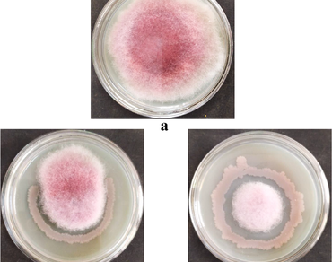 Biocontrol, Dual culture, PGPR, Seedling vigor, Seed priming