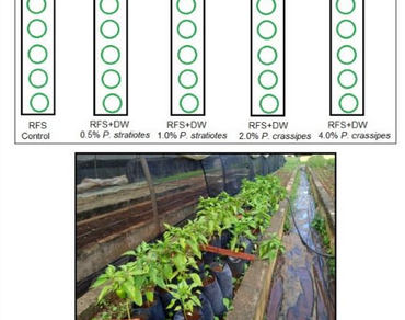 Pepper, vegetables, heavy metals, n                     P. stratiotesn                  , n                     P. crassipesn
