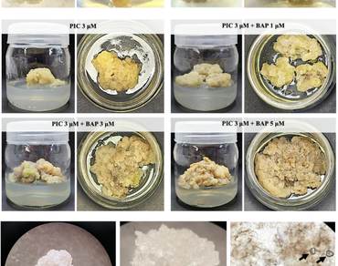 Vindoline, Vincristine, Vinblastine, Plant cell culture