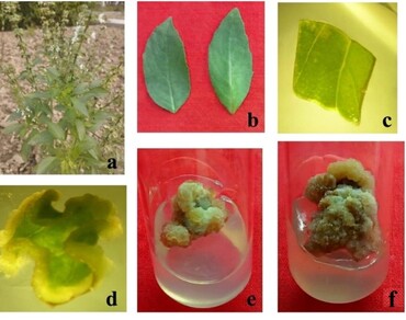 Bioactivity, Callus, Molecular docking, n-hexadecanoic acid, Phytochemical