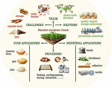 Cassava, Food security, Post-harvest physiological deterioration (PPD), Trade challenges, Value-added products