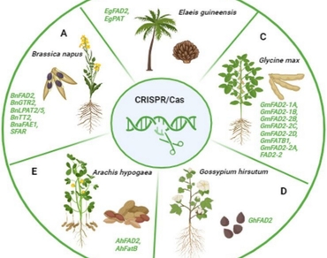 CRISPR, Gene-editing, CRISPR-Cas12a, Knock-in, Knock-out