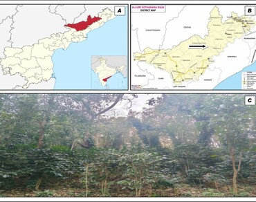 Bioactive compounds, Herbal pharmacology, Indigenous knowledge systems, Phytochemical profiling