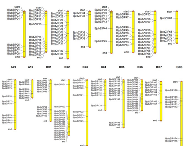 Mustard, n                     bZIP transcription factor, Salinity stress, Gene expression, qRT-PCR