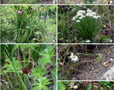 n                     Alliumn                  , Conservation, Ethnobotany, High-altitude flora, Pangi, Protected areas, Western Himalaya