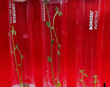 n                     meta-Topolin, MS medium, Rapid generation advancement, t-test, Tissue culture