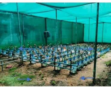 Hydroponics, Soilless culture, n                     Dracaena fragransn                  , Cut foliage, Nutrient solution