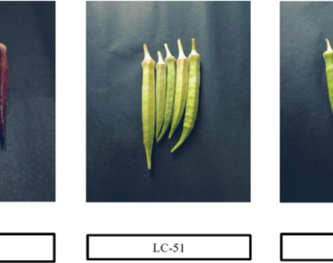 Genetic advance, Heritability, Okra, Selection, Variability
