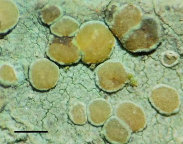 Lichen, n                     Pantoea dispersan                  , Seed bio-priming, Zinc solubilizing bacteria (ZSB)