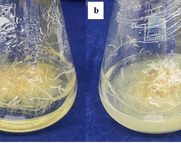 Nanoparticles (NPs), Adventitious roots, Hypericin, Hyperforin
