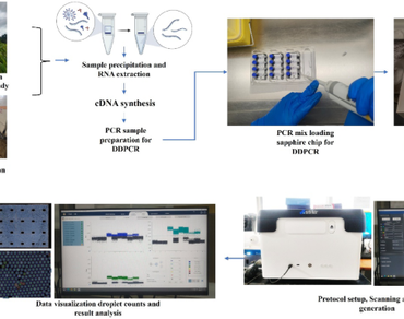 ddPCR, Method, Gene expression, Plant, Virus
