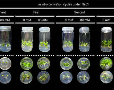 Chlorophyll fluorescence, Gas exchange, In vitro culture, Salinity priming