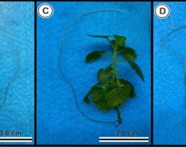 Biostimulant, Tissue culture, Micropropagation, n                     Rubus spp., Small fruits