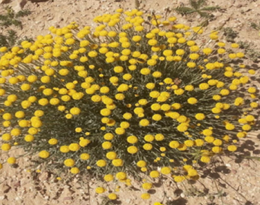 n                     Santolina africana Jord. u0026 Fourr., Essential oil, Chemical composition, Methanol extract, Antibacterial, Antioxidant, GCMS, Crude extract