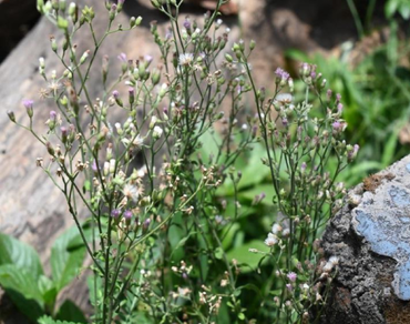 n                     Vernonia cinerean                  , Quality by design (QbD), One factor at a time (OFAT), Central composite rotatable design (CCRD), Design of experiment (DoE), Response surface methodology (RSM), TLC-densitometry