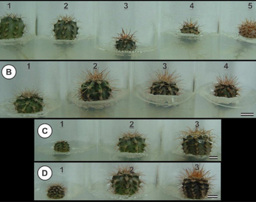 Slow growth storage, Minimal growth storage, Sucrose, Sorbitol, Mannitol