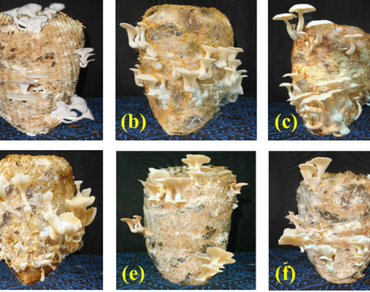 n                     Pleurotus spp., Mango leaf, Oyster mushroom, Fruiting body yield, Biological efficiency, Ligocellulolytic enzymes