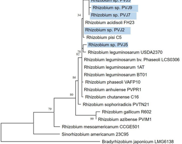 n                     Phaseolus vulgarisn                  , Plant growth and development, Phytohormone production, n                     Rhizobiumn                  , n                     16S rRNAn