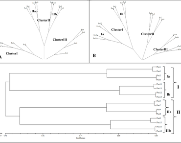 Bioinformatics, Chickpea wilt, Genetic diversity, SCoT, SNP and SRAP