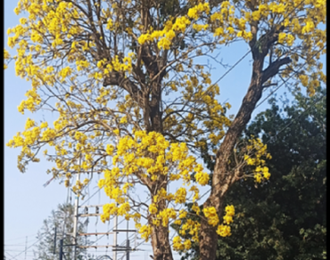 n                     Tabebuia aurean                  , Phytochemical profiling, Biological activities, Molecular docking, Toxicity assessment