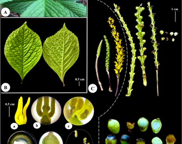 n                     Chloranthus nervosusn                  , n                     Chloranthus flavusn                  , DNA_Barcode, ITS, n                     rbcLn