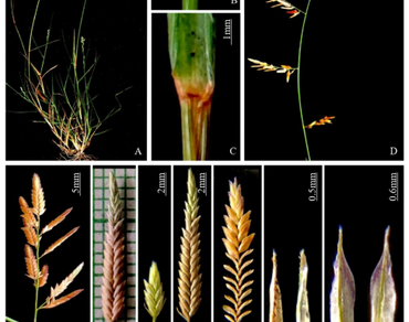 Aveneae, Chloridoideae, n                     Eragrostisn                  , n                     Polypogonn                  , Maharashtra, Range extension