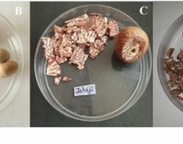 Betel nut, Bacterial diversity, Biofilm formation, Antibiotic resistance, Salt tolerance