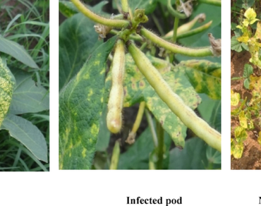 Black gram, Leaves, Seeds, Mungbean yellow mosaic virus, Cloning