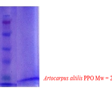 n                     Artocarpus altilisn                  , Purification and characterisation, Natural fruit extracts, Browning control, Enzyme inhibition