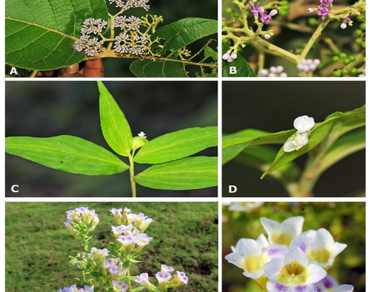 Floristic survey, Pakhal WLS, Taxonomy, n                     Callicarpan                  , n                     Commelinan                  , n                     Limnophilan                  , n                     Litsean