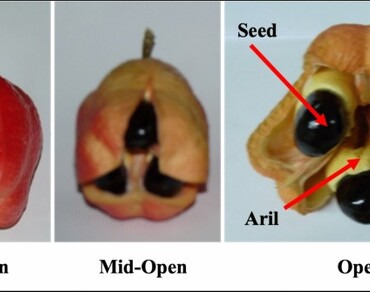Arils, Seed, Opening, Ripening, n                     Blighia sapidan