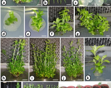 Genetic fidelity, Medicinal plant, Calcium-alginate encapsulation, Plant regeneration, Synthetic seed, Tissue culture