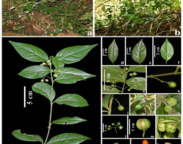 Taxonomy of Euonymus vagans Wall. and nomenclature note on Euonymus vagans Wall. subsp. macrophyllus Kanjilal, P. C. Kanjilal, Das and Purkayastha (Celastraceae: Celastroideae) 