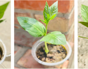 Molecular characterization, Sequencing, Phylogenetics, Evolutionary studies, Plants