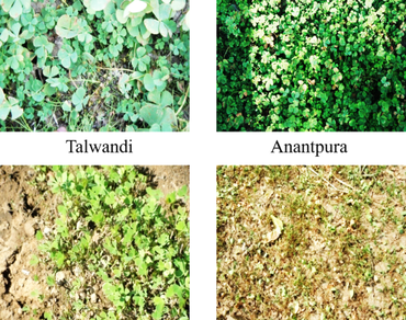 Physicochemical soil properties and arbuscular mycorrhizal associations in Marsilea populations of Kota, Rajasthan, India 