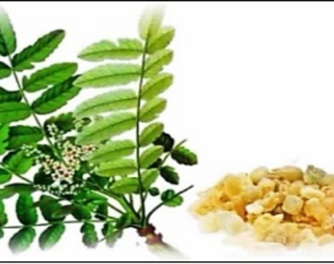 Review on the pharmaceutical application of oleo gum resin (Salai guggal) of Boswellia serrata—a potent ayurvedic drug 